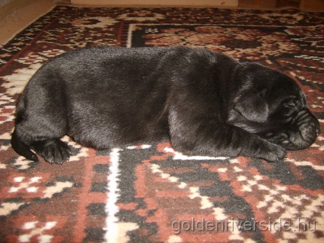 S6002890 k.jpg - Labrador retriever kiskutyk egy hetesen.